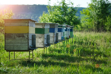 Apiary. A beehive from a tree stands on an apiary. The houses of the bees are placed on the green...