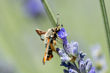 macro de papillon butinant
