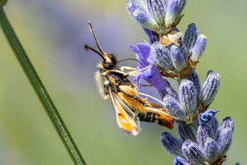 macro de papillon butinant