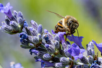 abeille butinant