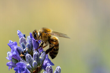abeille butinant