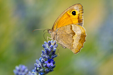 pyronia tithonus