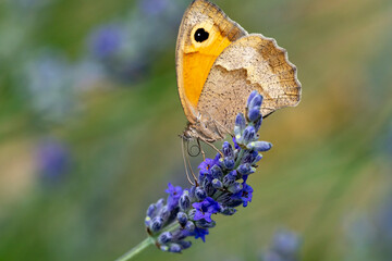 pyronia tithonus © Pascal Cointe