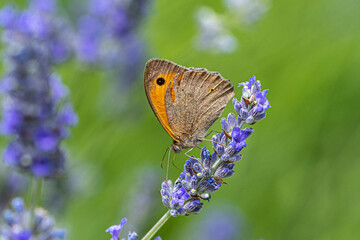 pyronia tithonus