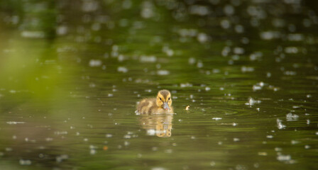 Mallard duckling