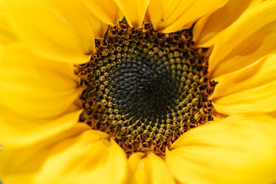 a close up macro image of a sunflower with yellow petals surrounding the central stigma desktop wallpaper background