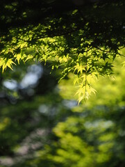5月の青紅葉