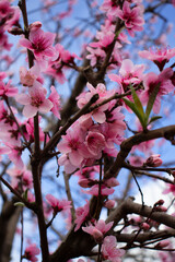 Pink Peach Blossoms