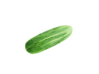 Watercolor green fresh ripe cucumber on white background.