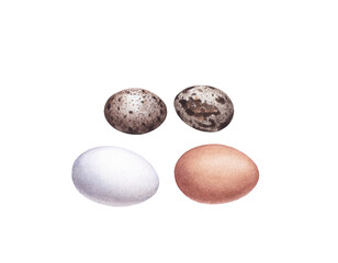 Fototapeta na wymiar Watercolor chicken and quail eggs isolated on white background.