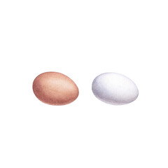 Watercolor chicken eggs isolated on a white background.