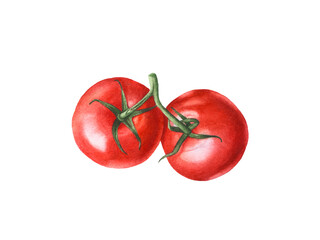 Watercolor red ripe tomatoes on white background.