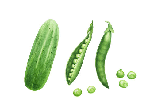 Watercolor green peas, cucumber isolated on white background.