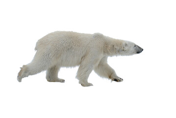 Obraz na płótnie Canvas Polar bear isolated on white background. Save Polar bears.