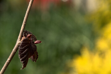 The new, spring leaf of red hazel