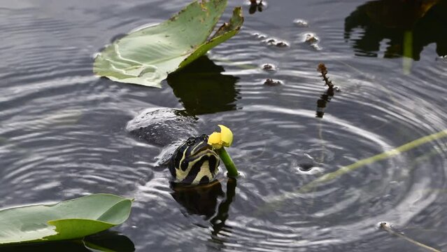 Florida red-bellied cooter or Florida redbelly turtle (Pseudemys nelsoni)eating from a yellow pond-lily (Nuphar variegata) bud , Everglades, Florida.