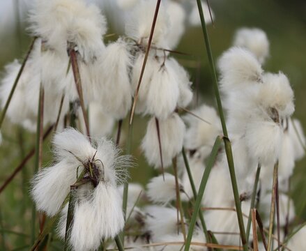 white cotton grass