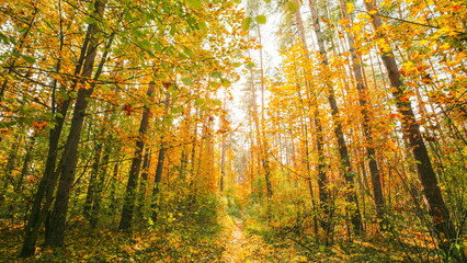 Obraz premium 4K Change Season From Green Summer To Yellow Colors of Autumn Forest Landscape. Sunset Time lapse Beautiful Sun Sunshine In Autumn Woods. Sunlight Shine Through Foliage In Trees Woods. Fall sunset