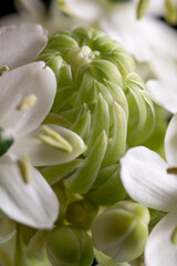 SouthAfrican Star of Bethlehem flower in close up