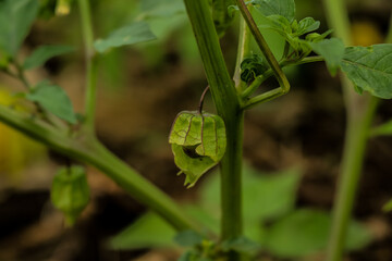 indonesian morel berry fruit