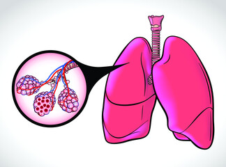 The diagram illustrates the healthy trachea and air sacs of the human lungs highlighted with black lines for easy viewing. use in medicine and education