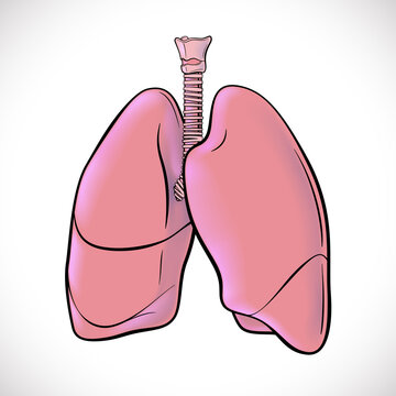 recommend clip art: An illustration of both human lungs highlighted in black lines for easy viewing. use in medicine and education