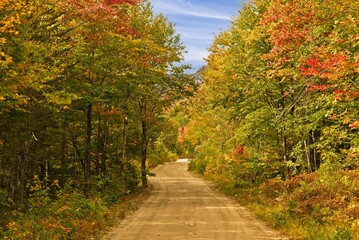 Lonely Road in Fall