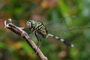 dragonfly on a branch