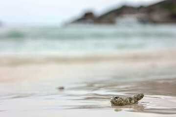 Dead coral on the beach with blurred turquoise sea and rock for summer background.