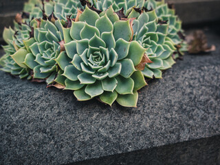 Close up of a succulent