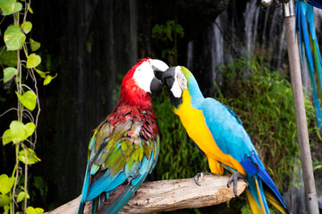 Macaws birds or neotropical parrots or New World parrot playing rest relax on branch wood in gardening garden park of coffee shop for thai people travelers travel visit in Suphan Buri, Thailand