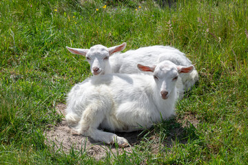 Couple of baby goat kids on the summer grass. Farming concept.