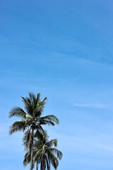 Coconut palm trees with blue sky for nature background.