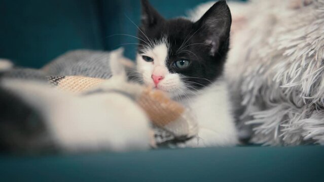 Portrait of a small black and white kitten lying on a pillow on the sofa and looking curiously to the side.