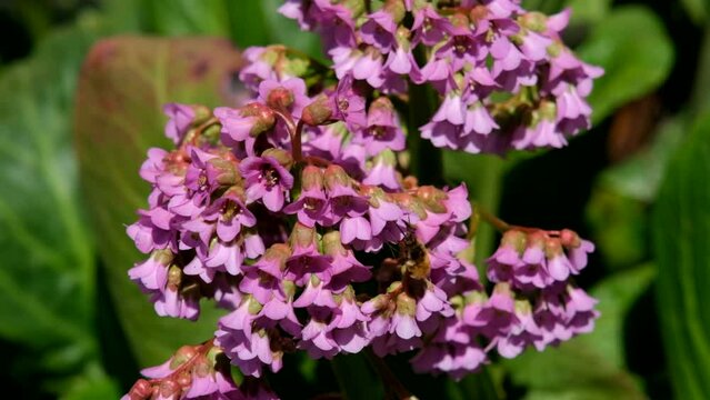 A butterfly sits on a Bergenia flower on a sunny spring day.