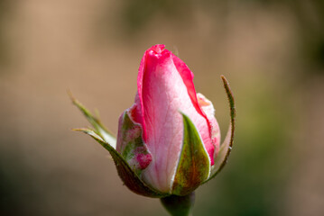 Unopened rosebud of a growing rose
