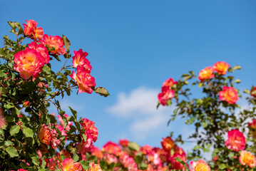 Beautiful rose bush against blue sky with white clouds