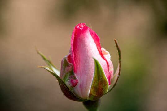 Unopened rosebud of a growing rose
