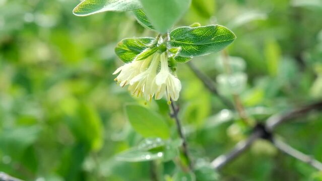 Spring flowering of honeysuckle on a sunny day.