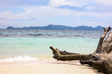 Fototapeta premium Abstract close up tree branch with paradise sea view background.