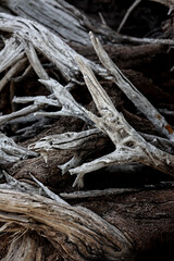Abstract close up dry tree branch for background.