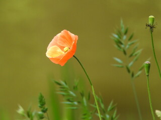 red poppy flower near the river