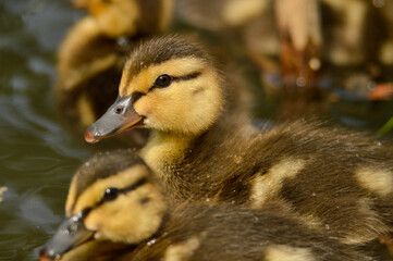 baby mallard duck