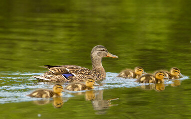 duck and ducklings