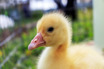 Close-up portrait of a duckling looking into the camera.