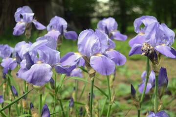 Blue irises