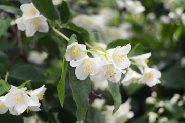 White flowers