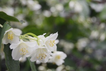 White flowers