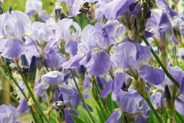 Blue irises