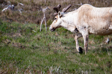 Obraz na płótnie Canvas A reindeer in Newfoundlands national park, Gros Morne